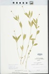Phyla lanceolata (Michx.) Greene by C. Ben White
