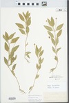 Phyla lanceolata (Michx.) Greene by M. S. Bebb