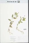Phyla lanceolata (Michx.) Greene by L. Horton