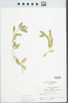 Phyla lanceolata (Michx.) Greene by John E. Ebinger