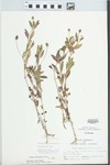 Phyla lanceolata (Michx.) Greene