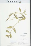 Phyla lanceolata (Michx.) Greene by Norman Tracy