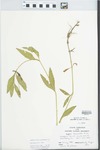 Phyla lanceolata (Michx.) Greene by Randy Vogel