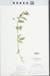 Phyla lanceolata (Michx.) Greene by Ben L. Dolbeare