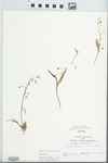 Claytonia virginica L. by John E. Ebinger
