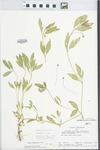 Phyla lanceolata (Michx.) Greene by Loy R. Phillipe