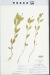 Phyla lanceolata (Michx.) Greene by Donald Groth