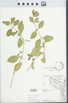 Phyla lanceolata (Michx.) Greene by Dan K. Evans