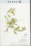 Phyla lanceolata (Michx.) Greene by Kathleen Andrews