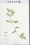 Phyla lanceolata (Michx.) Greene by Kathy Black