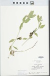 Phyla lanceolata (Michx.) Greene by John E. Ebinger