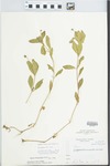 Phyla lanceolata (Michx.) Greene by L. J. Gier