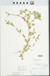 Phyla lanceolata (Michx.) Greene by L. J. Gier
