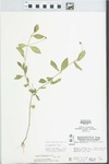 Phyla lanceolata (Michx.) Greene by Parker, Pichon false, and McClain