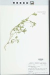 Phyla nodiflora (L.) Greene by D. S. Seigler and John E. Ebinger