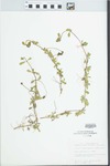 Phyla nodiflora (L.) Greene by John E. Ebinger
