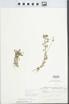 Phyla nodiflora (L.) Greene by Paul O. Schallert