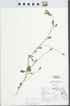 Phyla nodiflora (L.) Greene