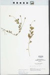 Phyla nodiflora (L.) Greene by Edsel Ray Lafferty
