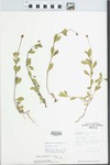 Phyla nodiflora (L.) Greene by Loy R. Phillipe