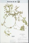 Phyla nodiflora (L.) Greene by R. Dale Thomas and Rosalie Overby