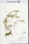 Phyla nodiflora (L.) Greene by R. Dale Thomas