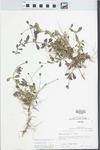 Phyla nodiflora (L.) Greene by R. Dale Thomas