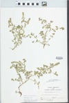 Verbena bracteata Lag. & Rodr. by W. McClain