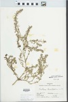 Verbena bracteata Lag. & Rodr. by H. Swinford