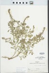 Verbena bracteata Lag. & Rodr. by Roberts