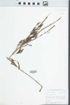 Verbena simplex Lehm. by William McClain