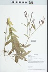Verbena hastata L. by Loy R. Phillipe