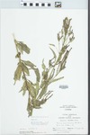 Verbena hastata L. by Randy Vogel