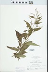 Verbena hastata L. by John E. Ebinger