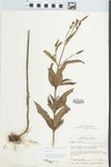 Verbena hastata L. by William M. Bailey and Julius R. Swayne