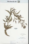 Verbena hastata L. by C. Ben White