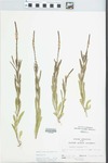 Verbena simplex Lehm. by John E. Ebinger