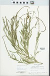Verbena simplex Lehm. by Loy R. Phillipe