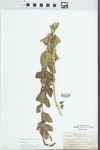 Verbena stricta Vent. by Hugh C. Sampson