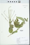 Verbena urticifolia L. by Jennifer A. Ward