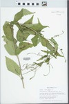 Verbena urticifolia L.