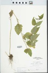Verbena urticifolia L. by Loy R. Phillipe