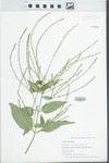 Verbena urticifolia L. by Bryan P. Schroeder