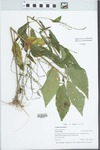 Verbena urticifolia L. by Gordon C. Tucker