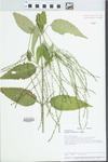 Verbena urticifolia L. by Loy R. Phillipe, Mary Ann Feist, and Jason A. Koontz