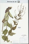Verbena urticifolia L. by A. D. Parker