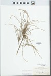 Verbena urticifolia L. by Edgar Nelson Transeau
