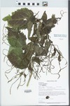 Verbena urticifolia L. by Paul B. Marcum and Richard L. Larimore