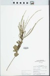 Verbena urticifolia L. by William McClain