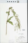 Verbena urticifolia L. by John E. Ebinger